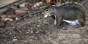 Chippy isn't sure what is underground