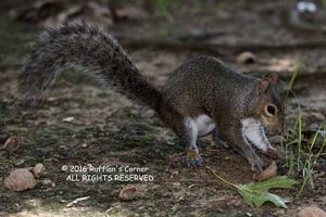 Chippy burying a nut and tidying up afterwards.