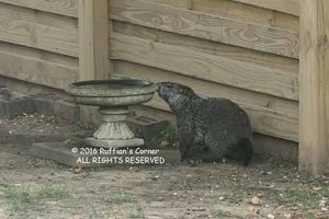 Groundhog 06-23-2016_7506335 web (72-3)