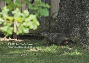 Groundhog checking out the area - escape route under the building