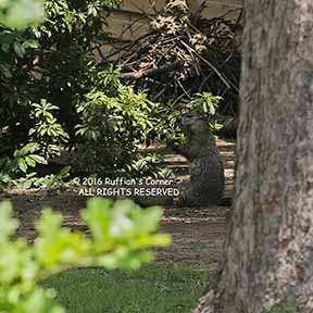 Groundhog scanning the area