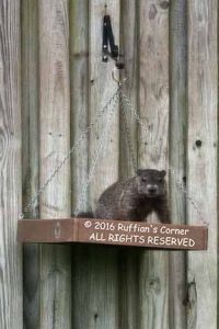 Groundhog - Feeder 07-24-2015_7YF6926P web (72-3)