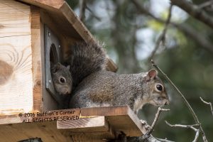 Mama Squirrel and her daughter about 6 weeks old