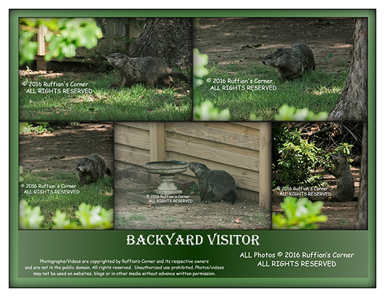 Backyard Visitor